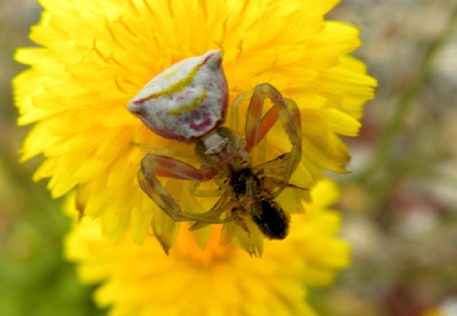 Thomisus onustus